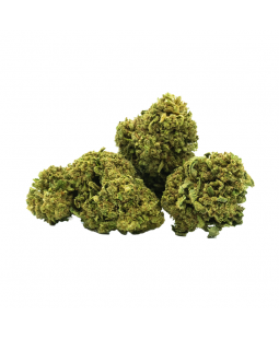TORUS - FLEUR DE CBD