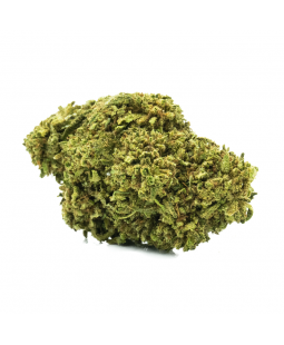 TORUS - FLEUR DE CBD