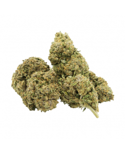 BLACK MAMBA - FLEUR DE CBD