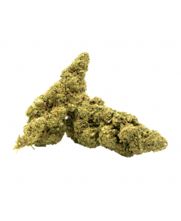 LEMON KUSH - FLEUR DE CBD