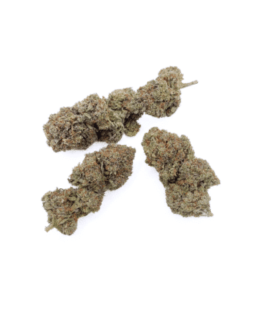 CRITICAL 2.0 - FLEUR DE CBD