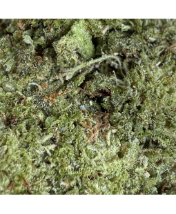 STRAWBERRY FROZEN - FLEUR DE CBD