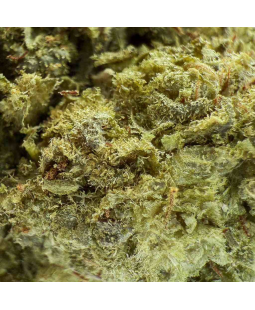 OG KUSH FROZEN - FLEUR DE CBD