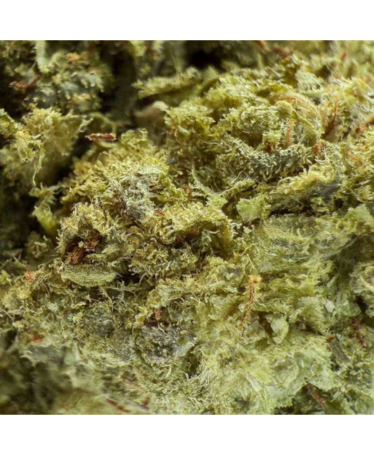 OG KUSH FROZEN - FLEUR DE CBD