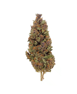 BUBBLE GUM - FLEUR DE CBD