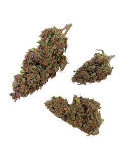 BUBBLE GUM - FLEUR DE CBD