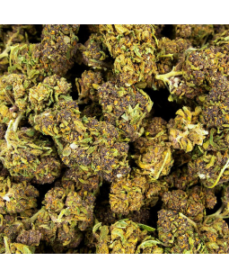 PURPLE HAZE - FLEUR DE CBD