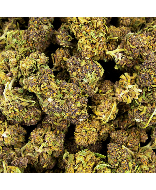 PURPLE HAZE - FLEUR DE CBD