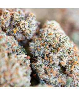 CRITICAL 2.0 FLEUR DE CBD