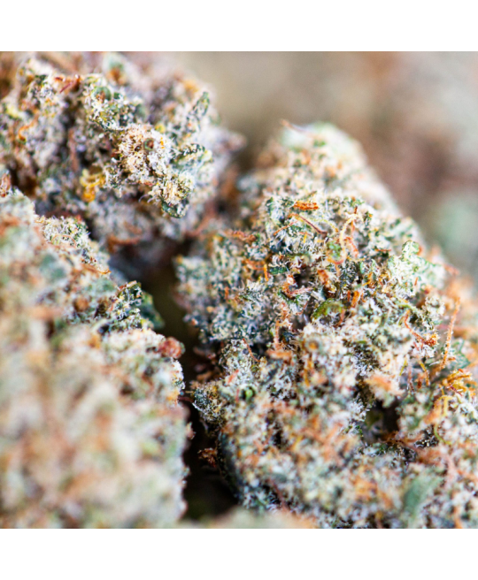 CRITICAL 2.0 FLEUR DE CBD